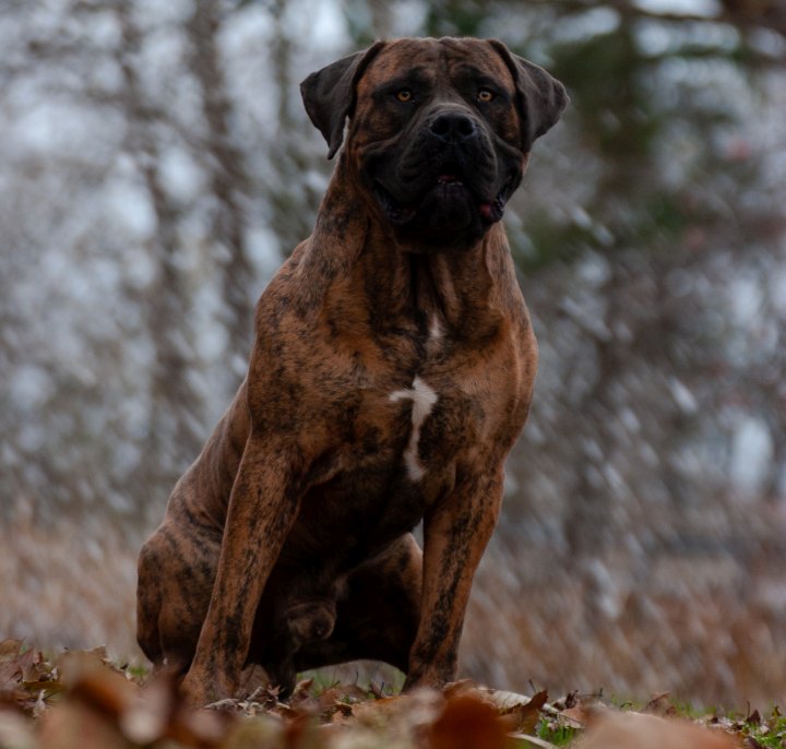 South Florida Boerboel’s Nimer