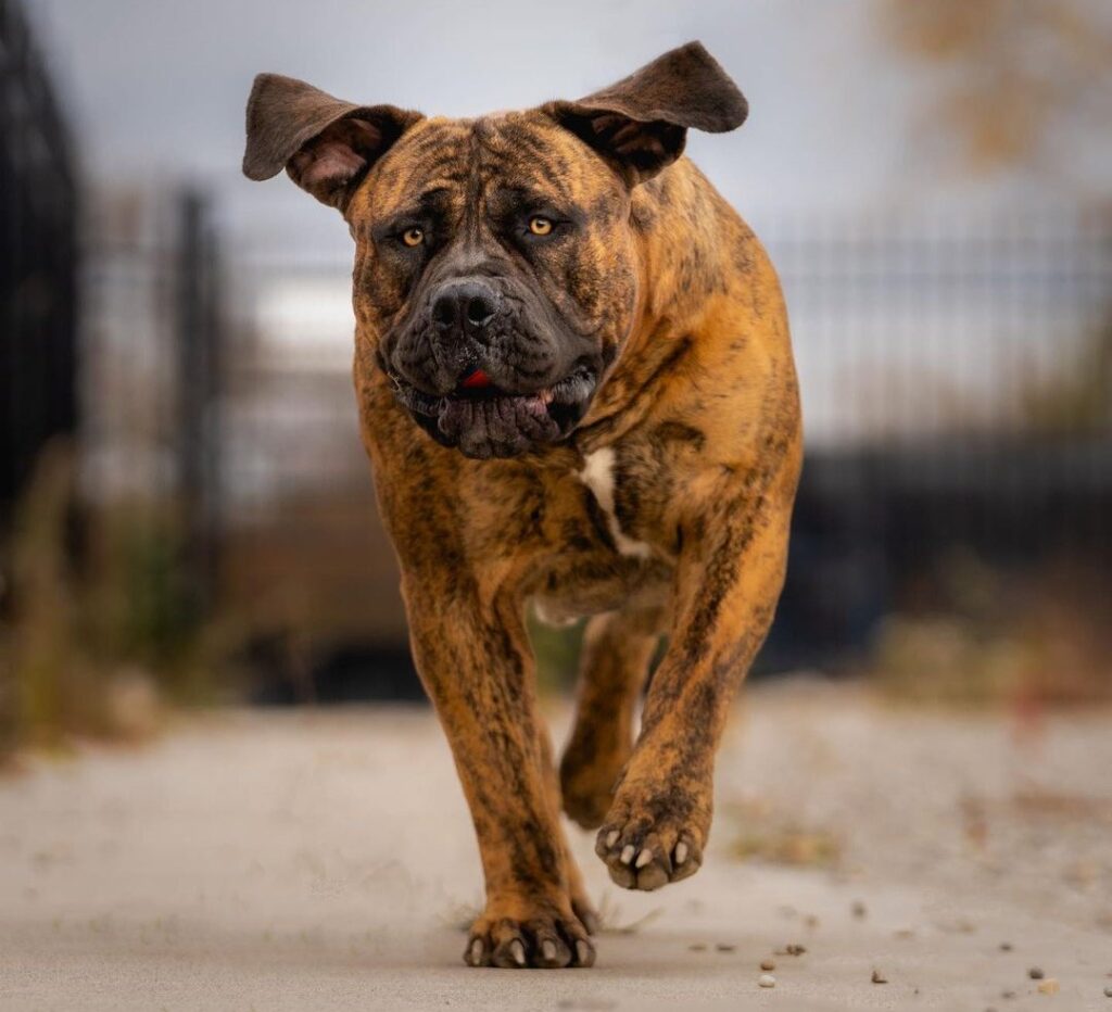 South African Mastiff