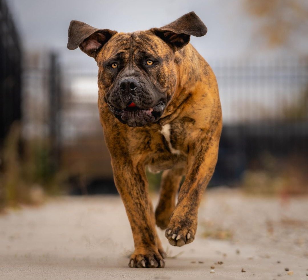 South African Mastiff