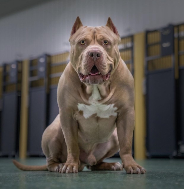 Xxldesignerpitbull’s Romulus