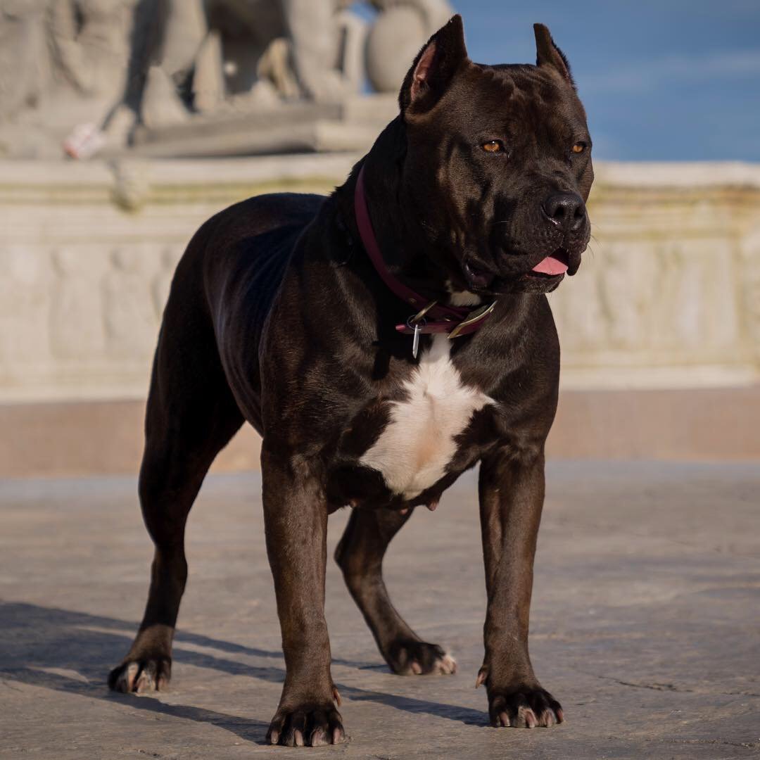 Xxldesignerpitbull’s Athena